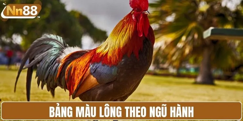Bảng màu lông gà theo Ngũ hành