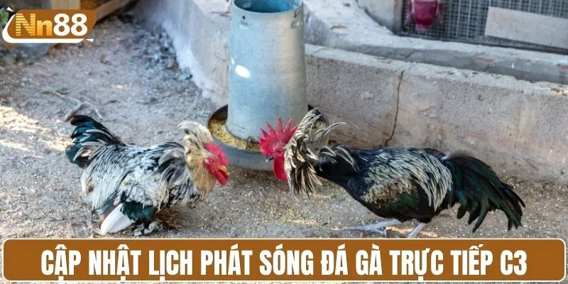 Cập nhật lịch phát sóng đá gà trực tiếp C3
