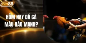 Hôm Nay Đá Gà Màu Nào Mạnh? Luận Giải Chi Tiết 2026