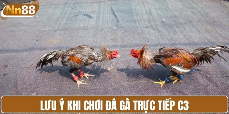 Lưu ý khi chơi đá gà trực tiếp C3