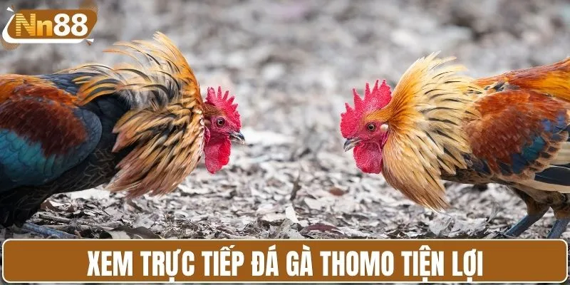 Xem trực tiếp đá gà Thomo tiện lợi